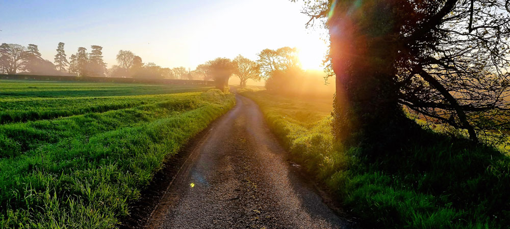 Wolf Way - sunrise field